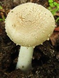 Amanita farinosa image