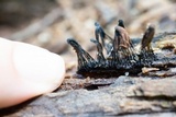 Stemonitis splendens image