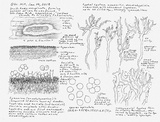 Scytinostroma portentosum image