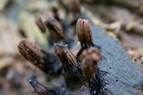 Stemonitis splendens image