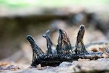 Stemonitis splendens image
