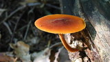 Xeromphalina tenuipes image