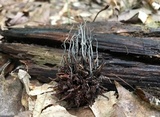Xylaria liquidambar image