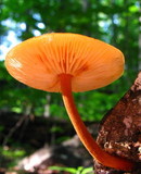 Xeromphalina tenuipes image