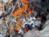 Thelebolus terrestris image