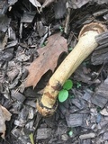 Phallus hadriani image