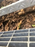 Phallus hadriani image
