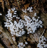 Ceratiomyxa fruticulosa var. fruticulosa image