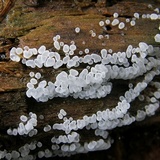 Ceratiomyxa fruticulosa var. fruticulosa image