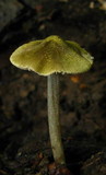 Pouzarella flavoviride image