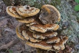 Xanthoporia radiata image