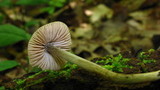 Pouzarella flavoviride image