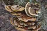 Xanthoporia radiata image