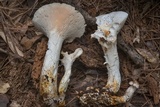 Neolentinus lepideus image