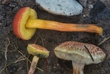 Boletus subfraternus image