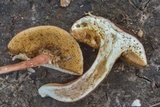 Xanthoconium purpureum image