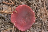 Russula mariae image
