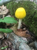 Amanita elongata image