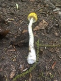 Amanita elongata image
