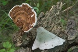 Ganoderma lobatum image