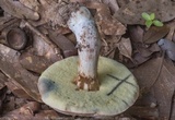 Boletus pallidus image