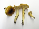 Hygrophorus siccipes image