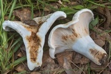 Lactarius vellereus image