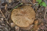 Leccinellum crocipodium image