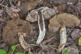 Leccinellum crocipodium image