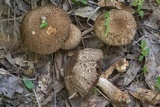 Leccinellum crocipodium image