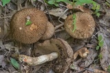 Leccinellum crocipodium image