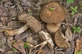 Leccinellum crocipodium image