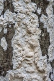 Oxyporus latemarginatus image