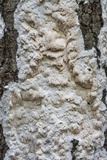 Oxyporus latemarginatus image