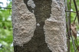 Oxyporus latemarginatus image