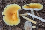 Amanita flavorubens image