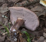 Tylopilus plumbeoviolaceus image