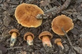Suillellus hypocarycinus image