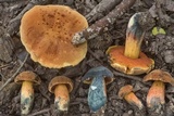 Suillellus hypocarycinus image
