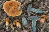 Suillellus hypocarycinus image