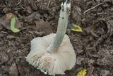 Amanita cinereconia image