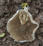 Amanita cinereconia image