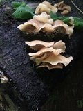 Auricularia delicata image