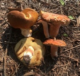 Xanthoconium purpureum image
