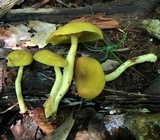 Tricholomopsis decora image