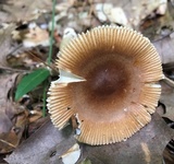 Amanita sect. Vaginatae image