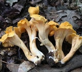 Byssomerulius corium image