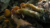 Cortinarius distans image