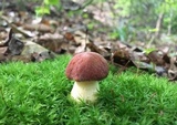 Xerocomus hortonii image