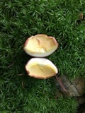 Xerocomus hortonii image